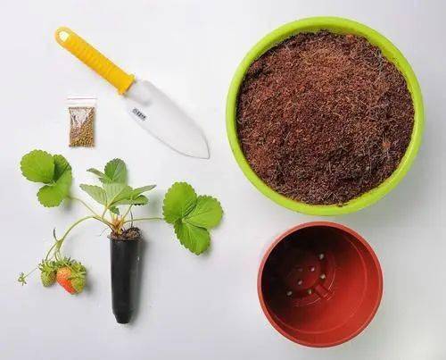 盆栽在家种植草莓方法图解_家庭如何盆栽草莓_草莓怎么种植方法 在家盆栽