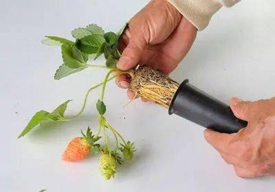 家庭如何盆栽草莓_草莓怎么种植方法 在家盆栽_盆栽在家种植草莓方法图解