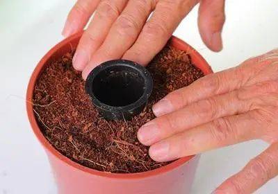 盆栽在家种植草莓方法图解_草莓怎么种植方法 在家盆栽_家庭如何盆栽草莓