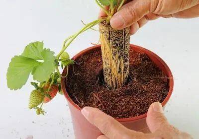 家庭如何盆栽草莓_盆栽在家种植草莓方法图解_草莓怎么种植方法 在家盆栽
