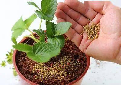 草莓怎么种植方法 在家盆栽_盆栽在家种植草莓方法图解_家庭如何盆栽草莓