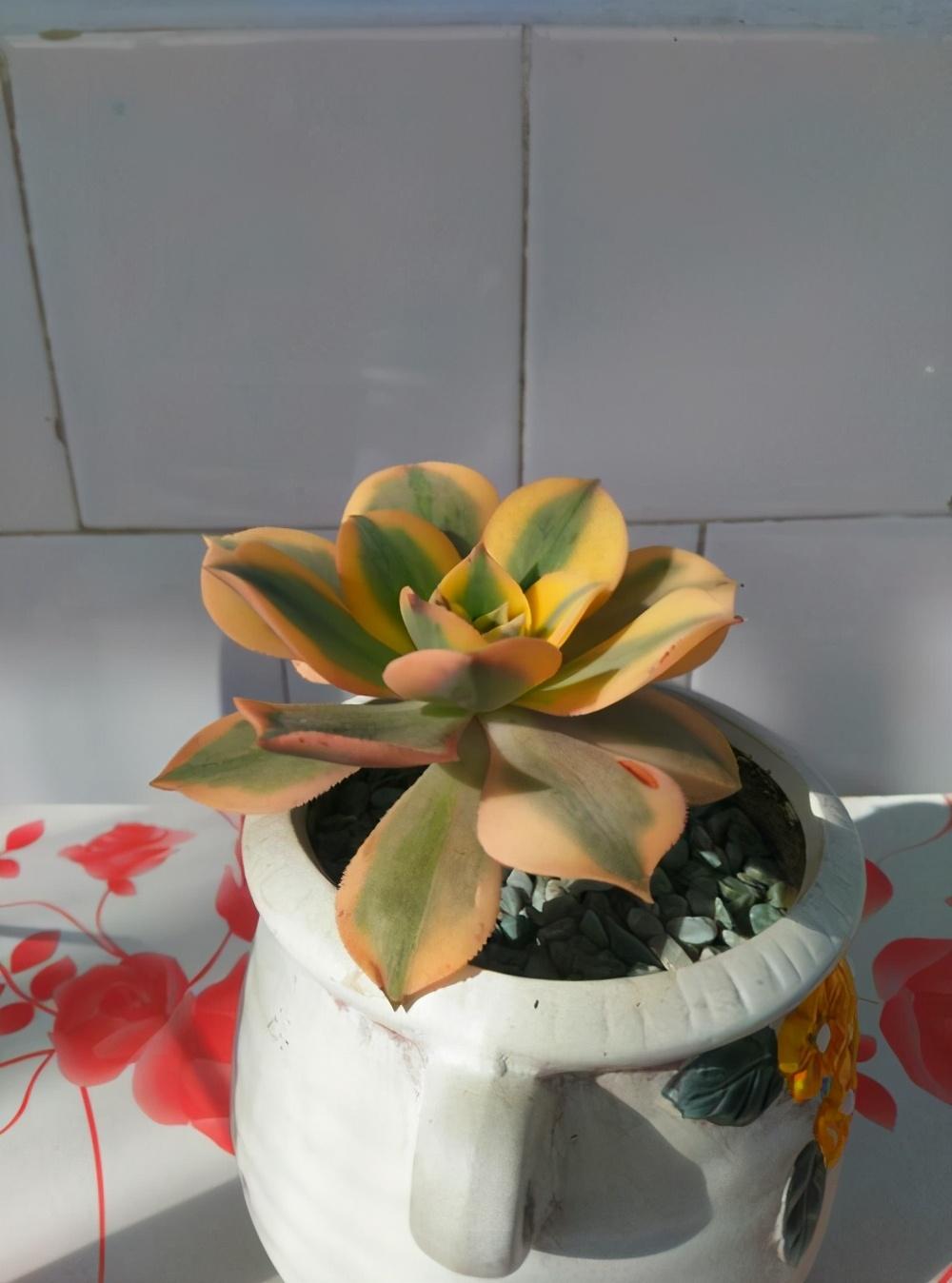 种植物多肉是什么植物_种多肉是什么_多肉是一种植物吗