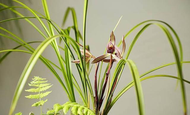 冬天室外冻不死的绿植有哪些_冬天植物冻死_冬天室外冻不死的绿植树