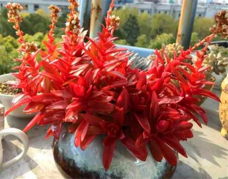 红色多肉花_红色肉花小根是吗图片_红色多肉花心有白绒绒