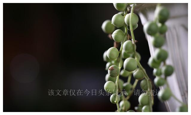 二十种最难养的多肉_难养多肉名单_难养多肉品种