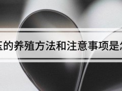 虹之玉的养殖方法和注意事项是怎样的