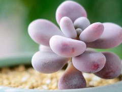 多肉植物的养殖方法和注意事项 多肉植物的养殖方法和注意事项有哪些