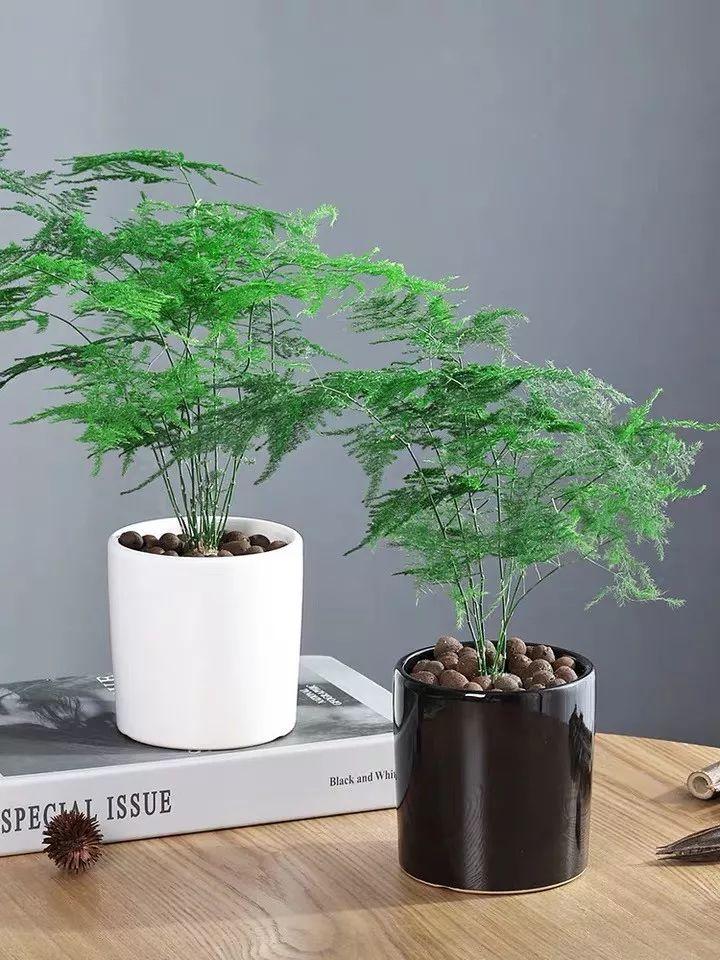 耐寒耐阴绿植盆栽_最耐阴耐寒的常年绿植_常年耐寒绿植耐阴的植物