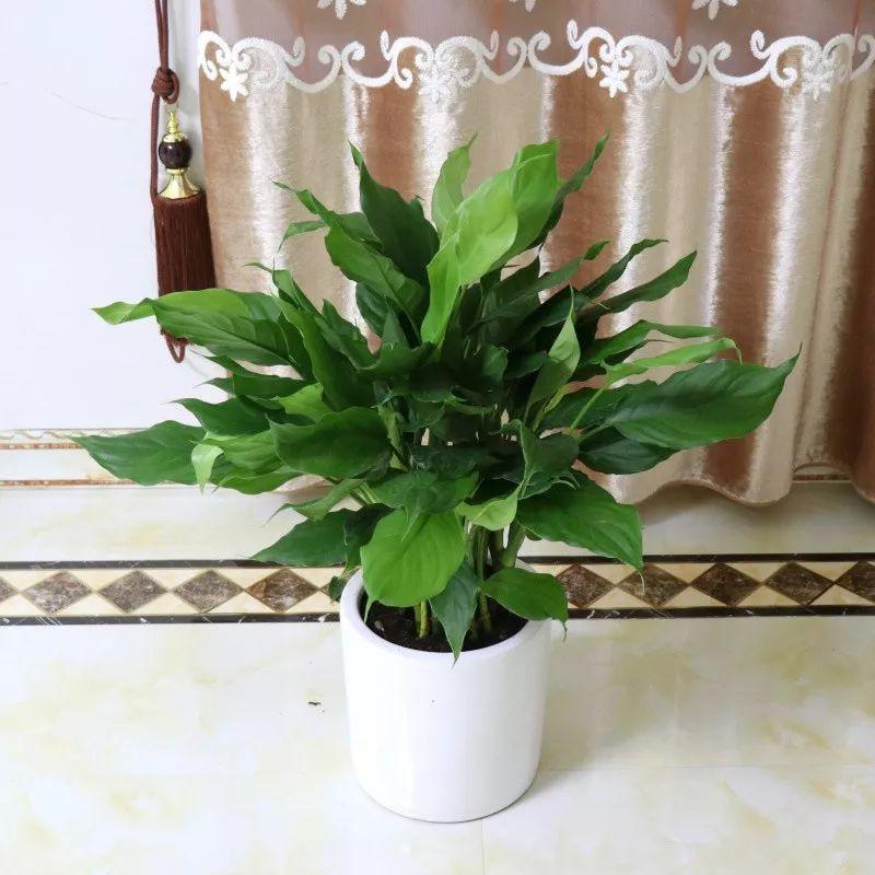 耐寒耐阴绿植盆栽_常年耐寒绿植耐阴的植物_最耐阴耐寒的常年绿植