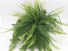 盘点15种“耐阴花”，适合光照不好的房间，还能净化空气