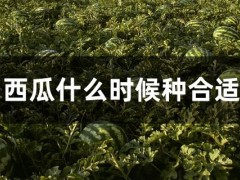 西瓜什么时候种合适