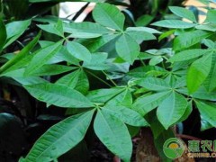 客厅养什么绿植最旺家？