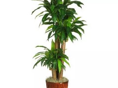 14种室内最好养的植物，再也不怕变成植物杀手了！