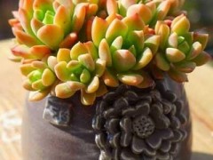 每日一花（五十八）多肉特辑，喜欢看天气变脸的马库斯