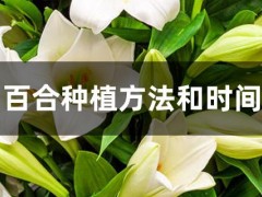 百合种植方法和时间