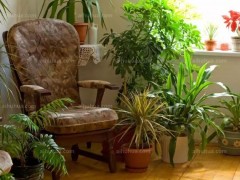 这6种绿植最适合室内养殖