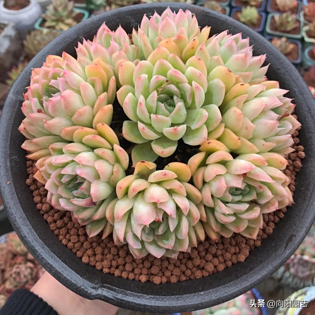 莲花座多肉能长多大_莲花座多肉名称_莲花座多肉有哪些品种