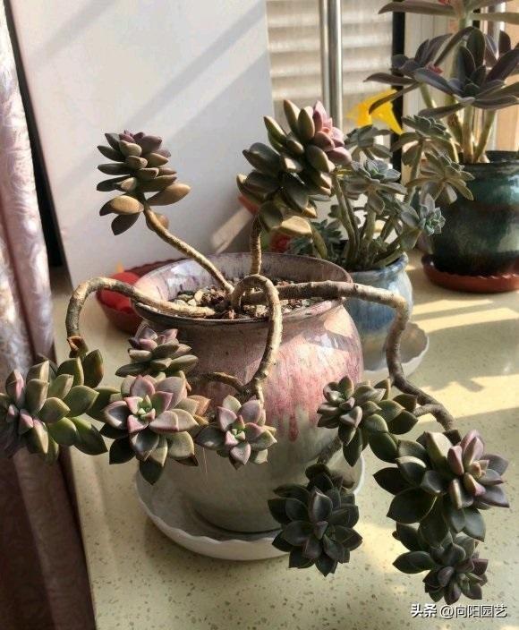 莲花座多肉能长多大_莲花座多肉名称_莲花座多肉有哪些品种