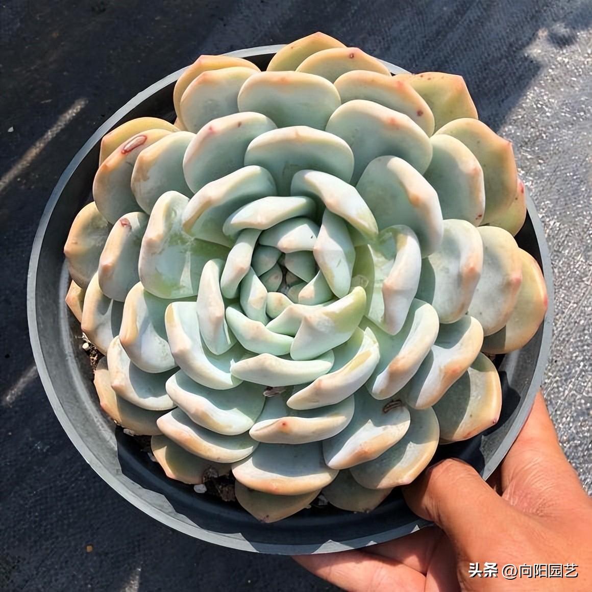莲花座多肉有哪些品种_莲花座多肉名称_莲花座多肉能长多大