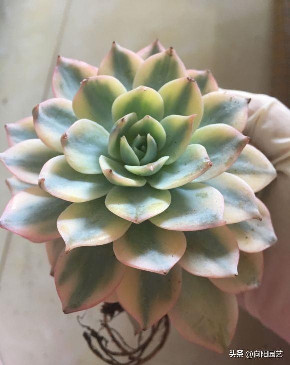 莲花座多肉名称_莲花座多肉能长多大_莲花座多肉有哪些品种