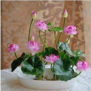 冬天冻死的植物还能活吗_冬天冻不死的室内绿植_冬天植物冻死