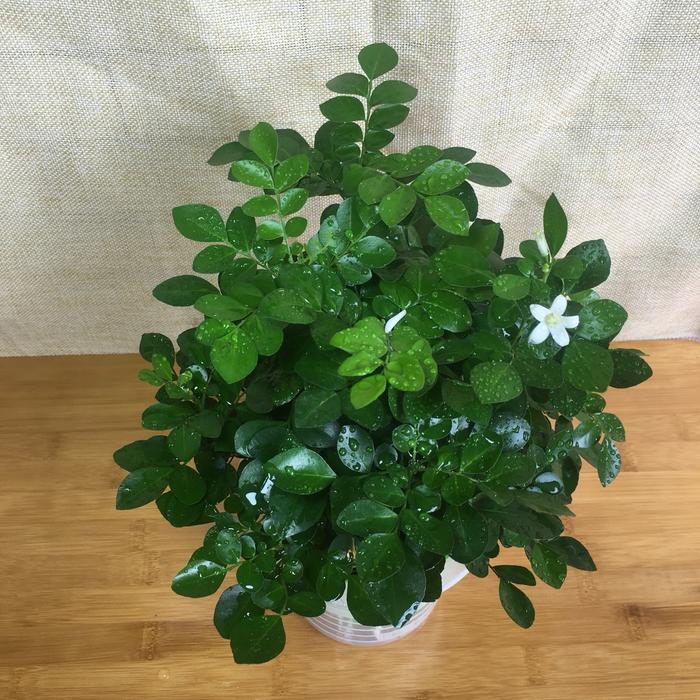 冬天植物冻死_冬天冻死的植物还能活吗_冬天冻不死的室内绿植