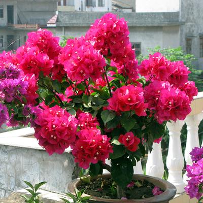 冬天植物冻死_冬天冻不死的室内绿植_冬天冻死的植物还能活吗