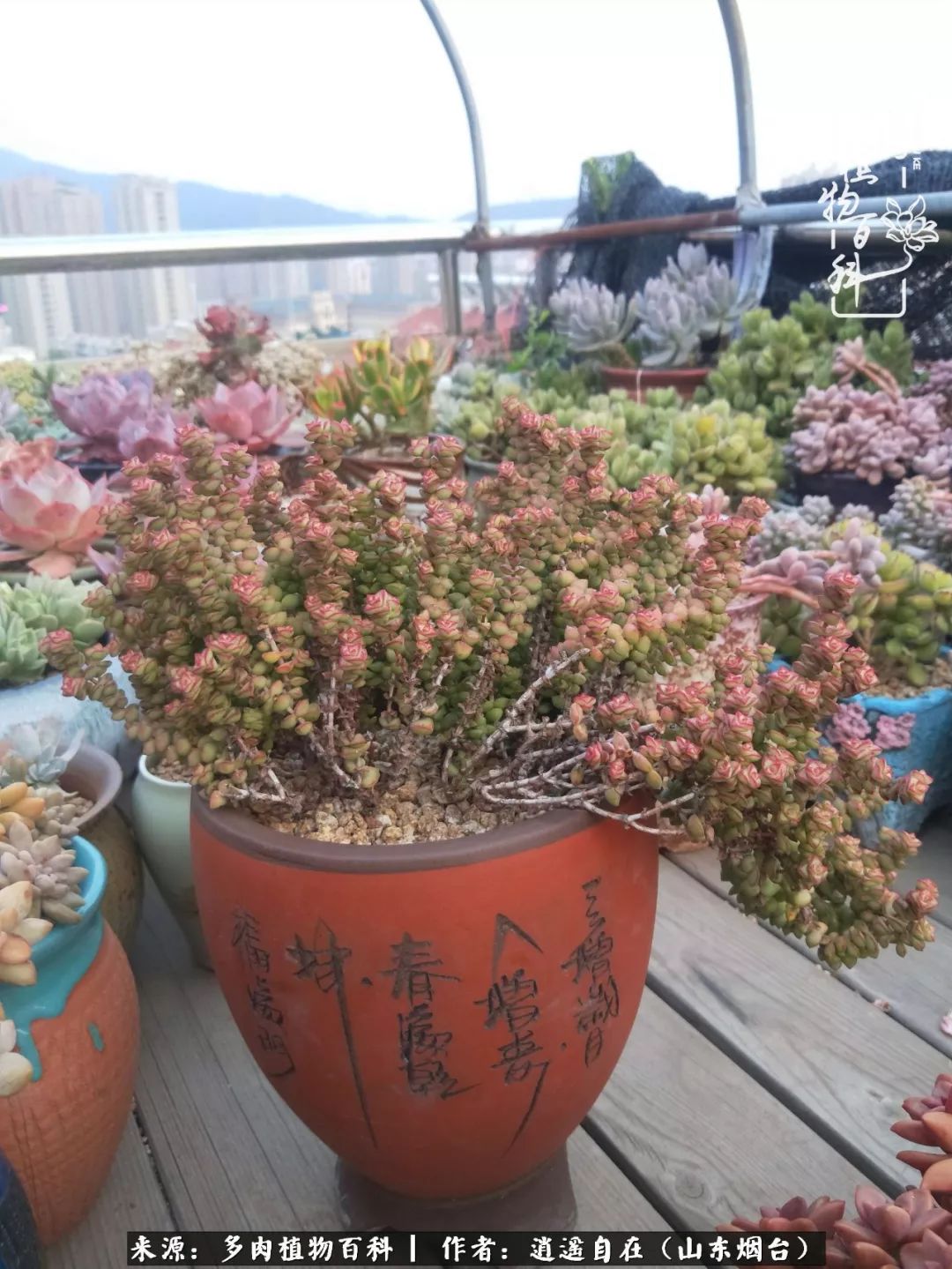 搬家送多肉_朋友搬家送多肉植物好吗_乔迁之喜送多肉植物适合吗