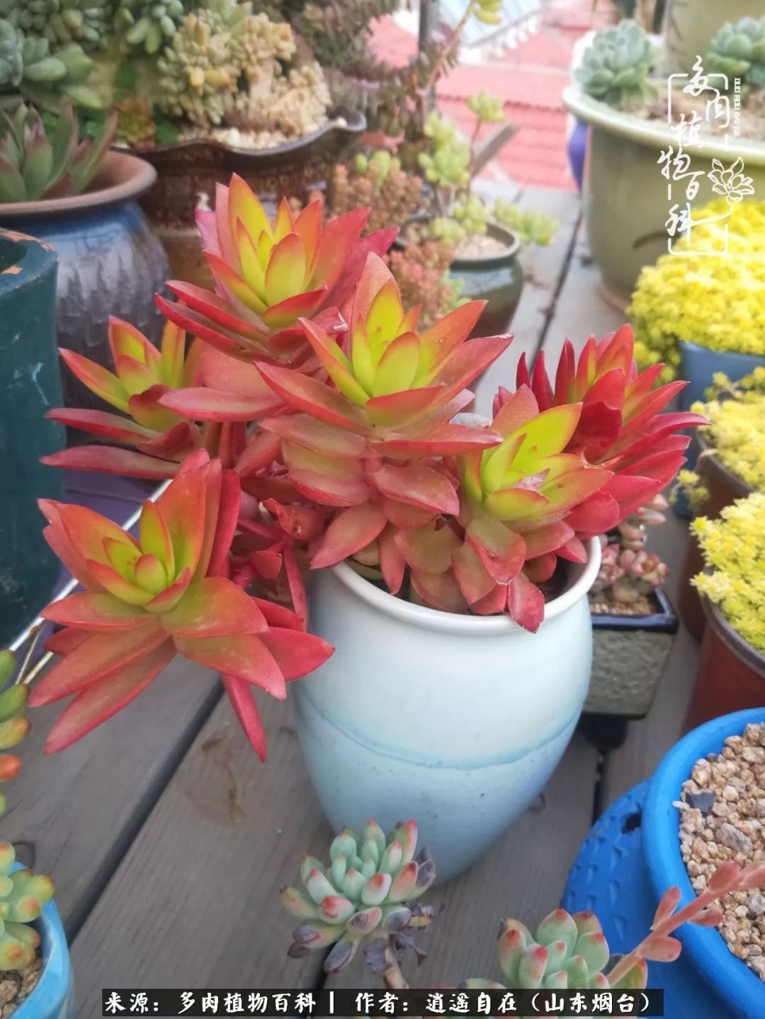 朋友搬家送多肉植物好吗_搬家送多肉_乔迁之喜送多肉植物适合吗