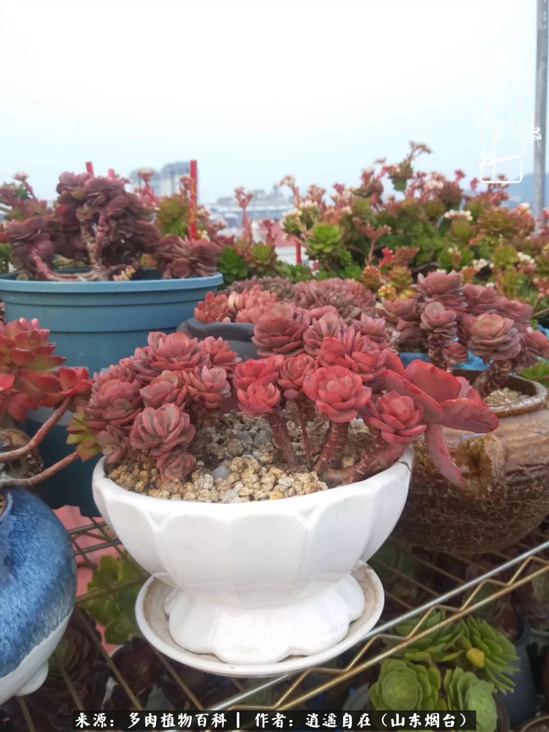 朋友搬家送多肉植物好吗_乔迁之喜送多肉植物适合吗_搬家送多肉