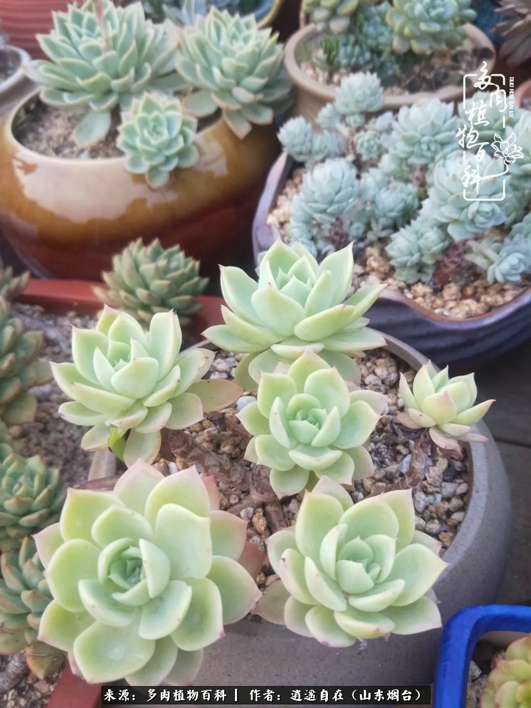 朋友搬家送多肉植物好吗_乔迁之喜送多肉植物适合吗_搬家送多肉