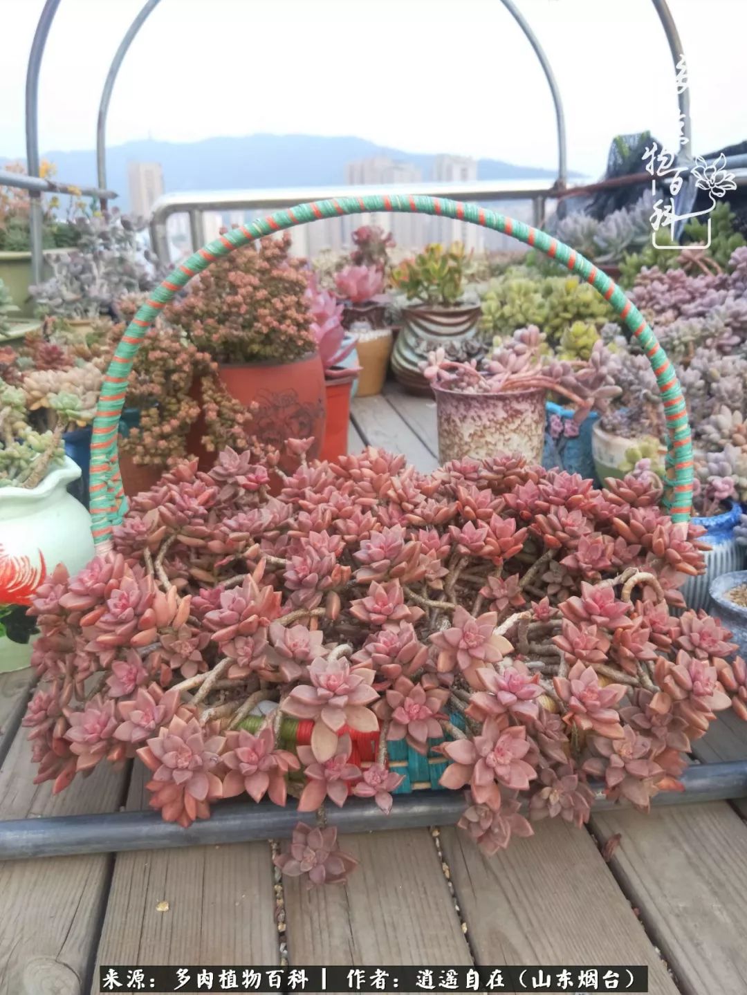 乔迁之喜送多肉植物适合吗_搬家送多肉_朋友搬家送多肉植物好吗