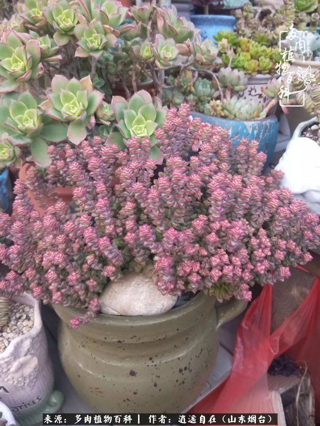乔迁之喜送多肉植物适合吗_搬家送多肉_朋友搬家送多肉植物好吗