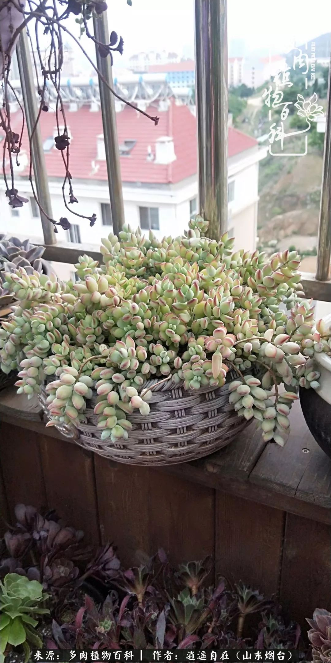 乔迁之喜送多肉植物适合吗_搬家送多肉_朋友搬家送多肉植物好吗