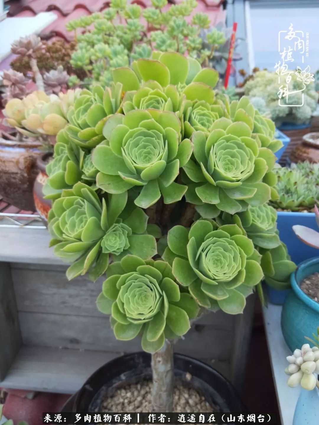 搬家送多肉_乔迁之喜送多肉植物适合吗_朋友搬家送多肉植物好吗