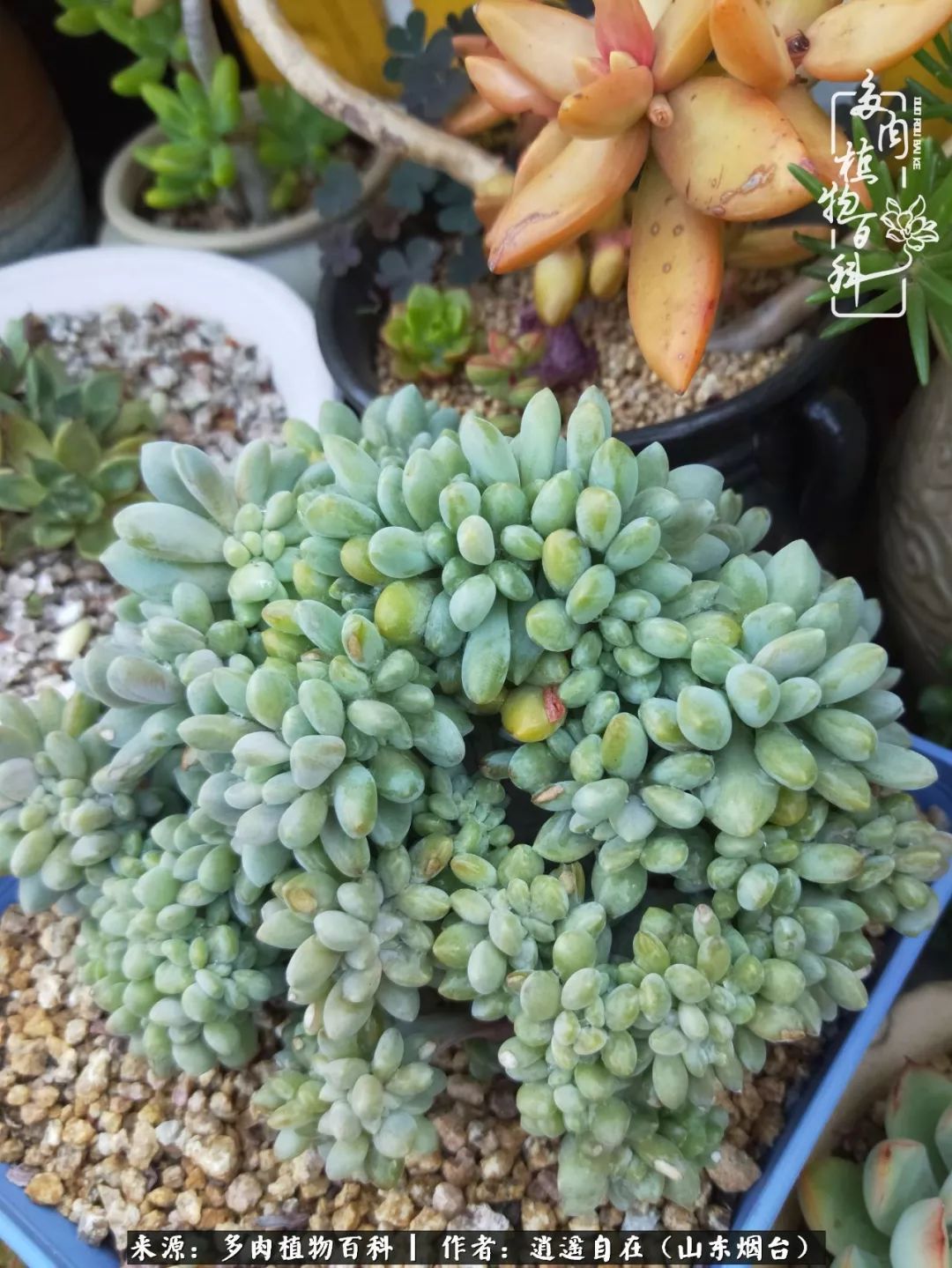 搬家送多肉_乔迁之喜送多肉植物适合吗_朋友搬家送多肉植物好吗