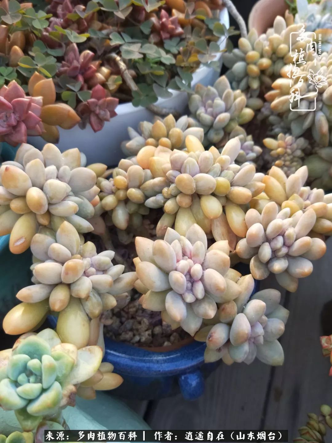 乔迁之喜送多肉植物适合吗_朋友搬家送多肉植物好吗_搬家送多肉