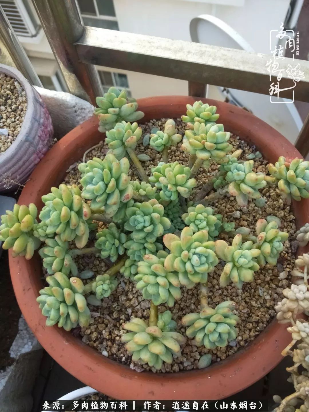 搬家送多肉_乔迁之喜送多肉植物适合吗_朋友搬家送多肉植物好吗