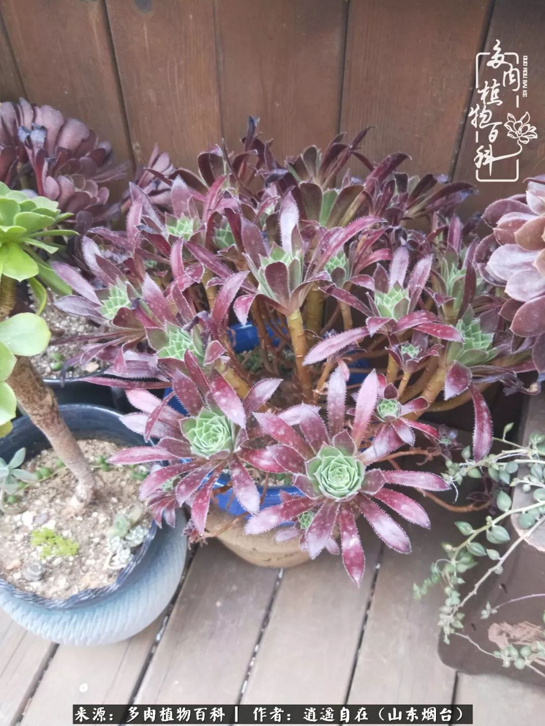 朋友搬家送多肉植物好吗_乔迁之喜送多肉植物适合吗_搬家送多肉