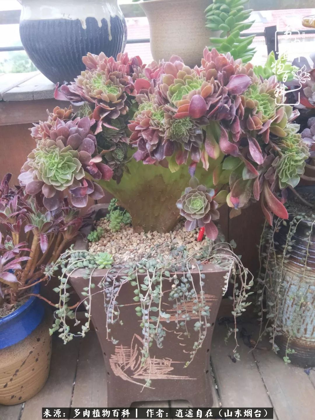 乔迁之喜送多肉植物适合吗_朋友搬家送多肉植物好吗_搬家送多肉