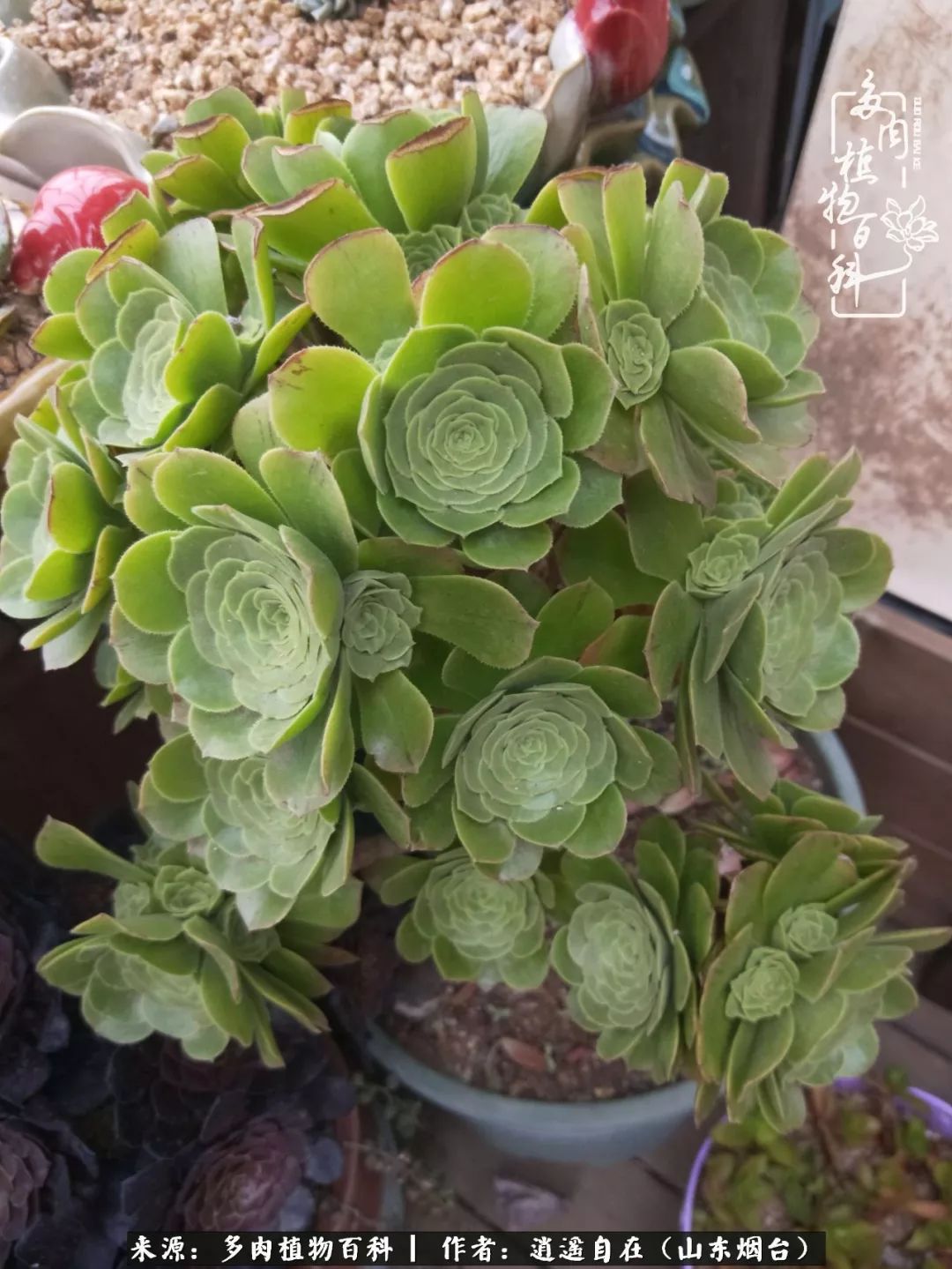 乔迁之喜送多肉植物适合吗_朋友搬家送多肉植物好吗_搬家送多肉