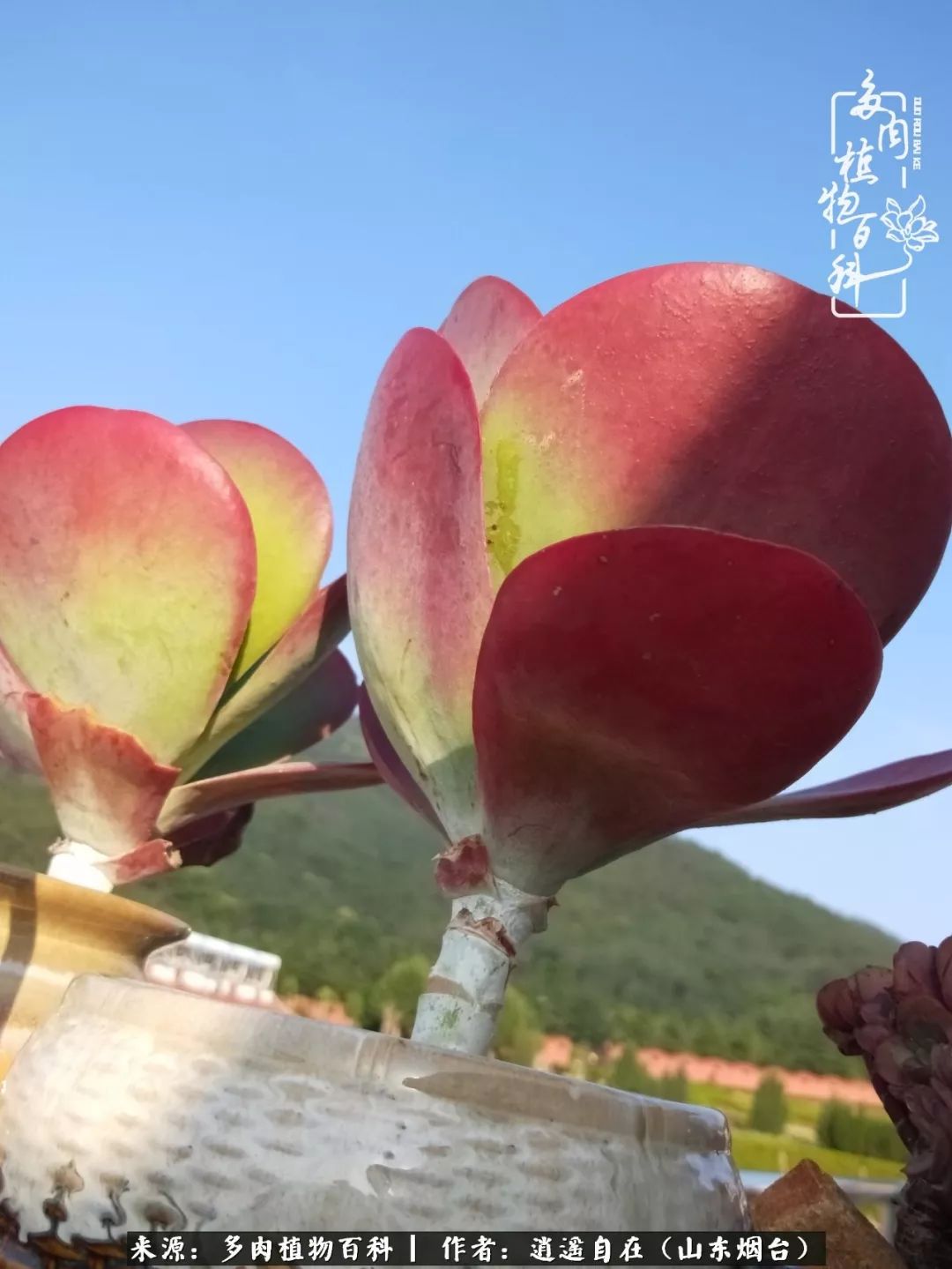 搬家送多肉_朋友搬家送多肉植物好吗_乔迁之喜送多肉植物适合吗