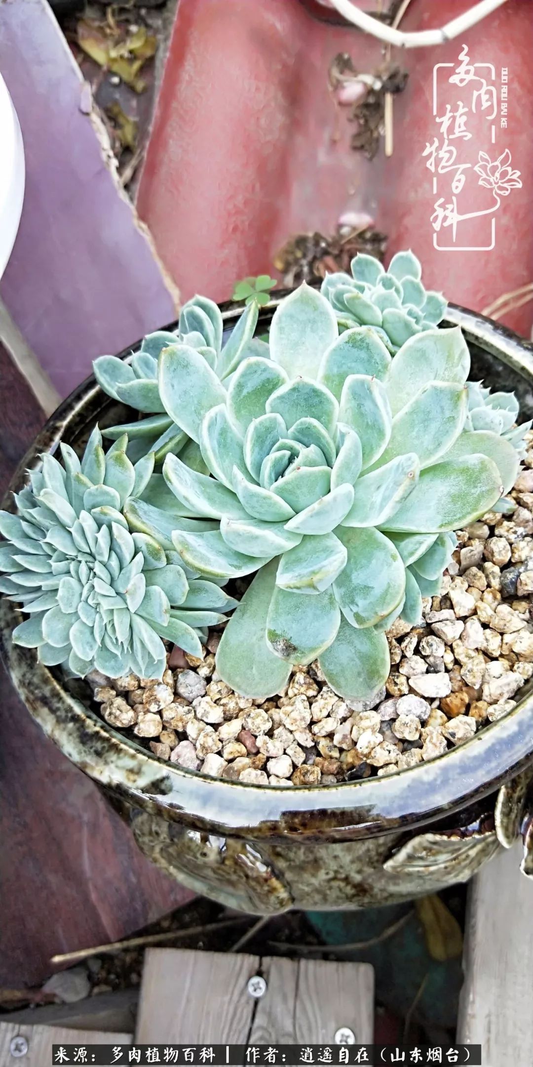 搬家送多肉_乔迁之喜送多肉植物适合吗_朋友搬家送多肉植物好吗