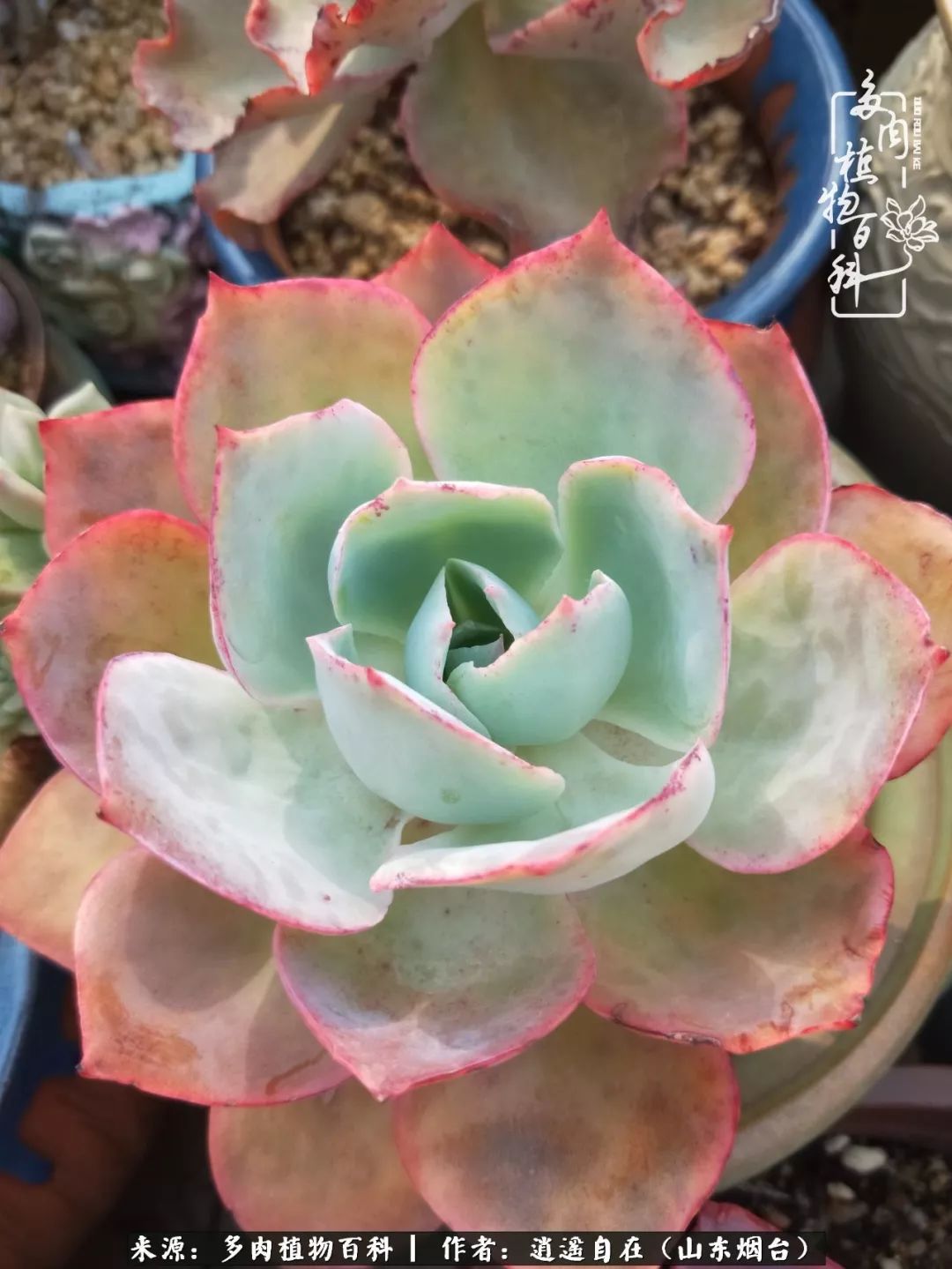 搬家送多肉_乔迁之喜送多肉植物适合吗_朋友搬家送多肉植物好吗