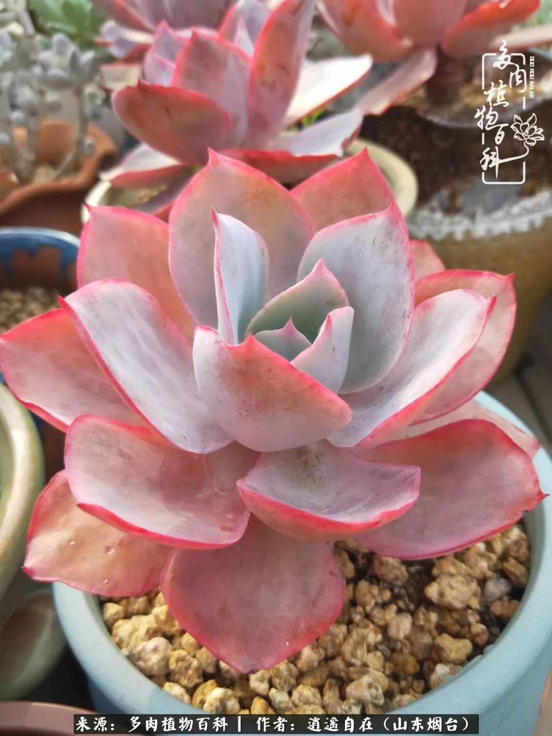 朋友搬家送多肉植物好吗_搬家送多肉_乔迁之喜送多肉植物适合吗