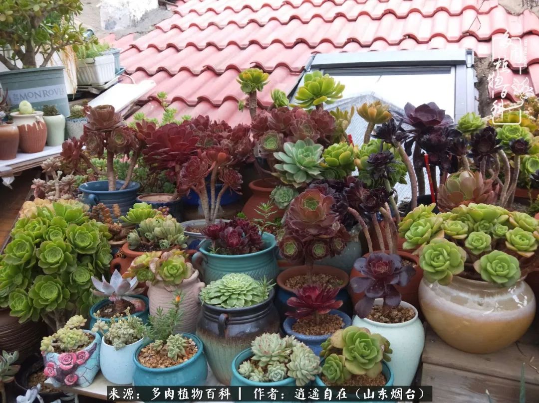 搬家送多肉_乔迁之喜送多肉植物适合吗_朋友搬家送多肉植物好吗