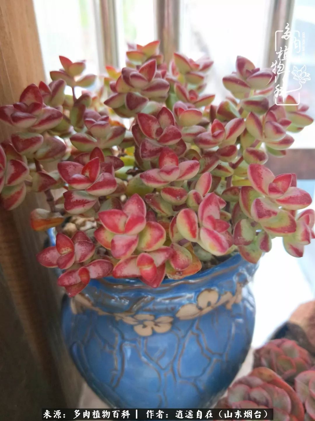 乔迁之喜送多肉植物适合吗_搬家送多肉_朋友搬家送多肉植物好吗