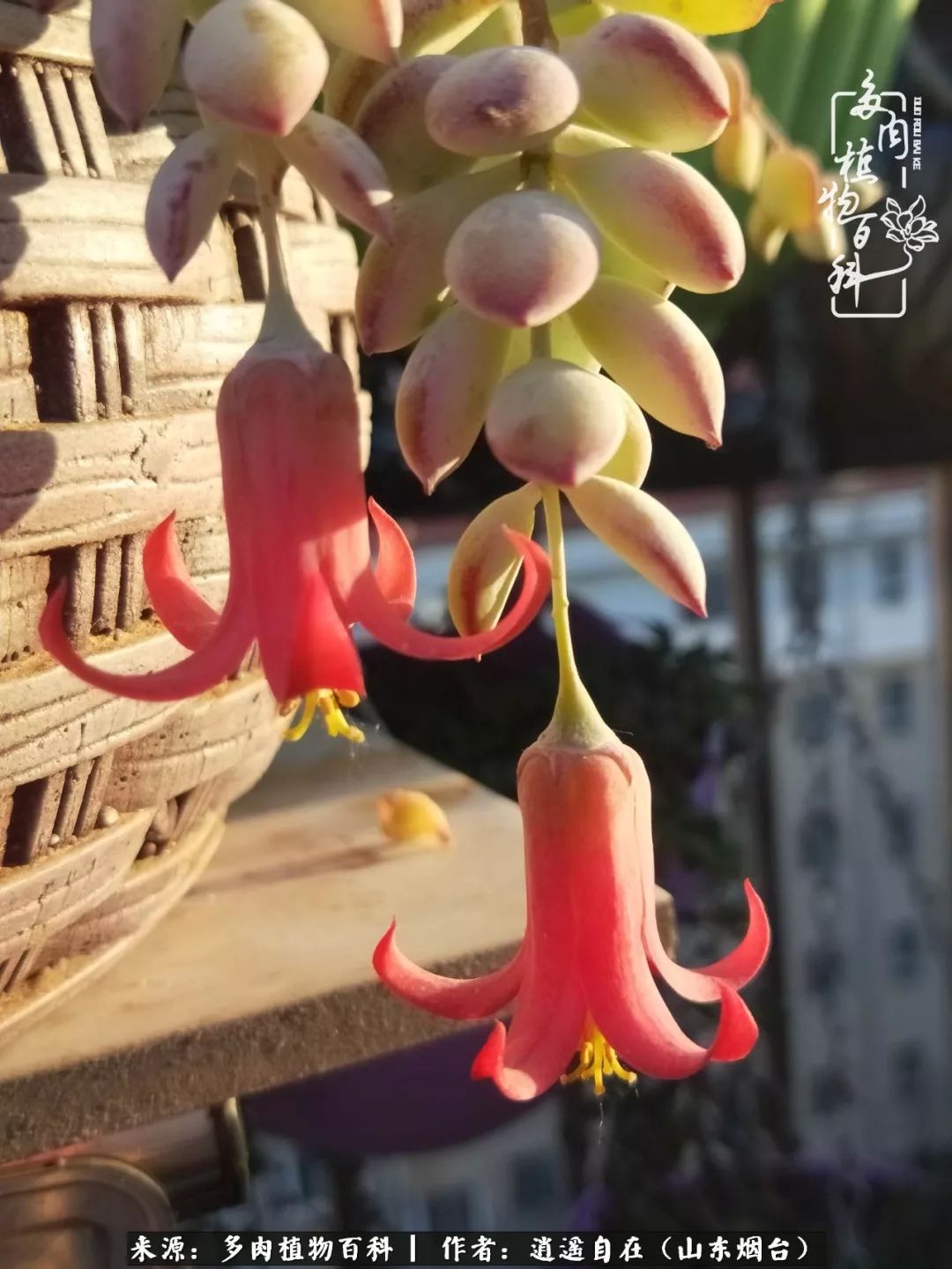 搬家送多肉_乔迁之喜送多肉植物适合吗_朋友搬家送多肉植物好吗