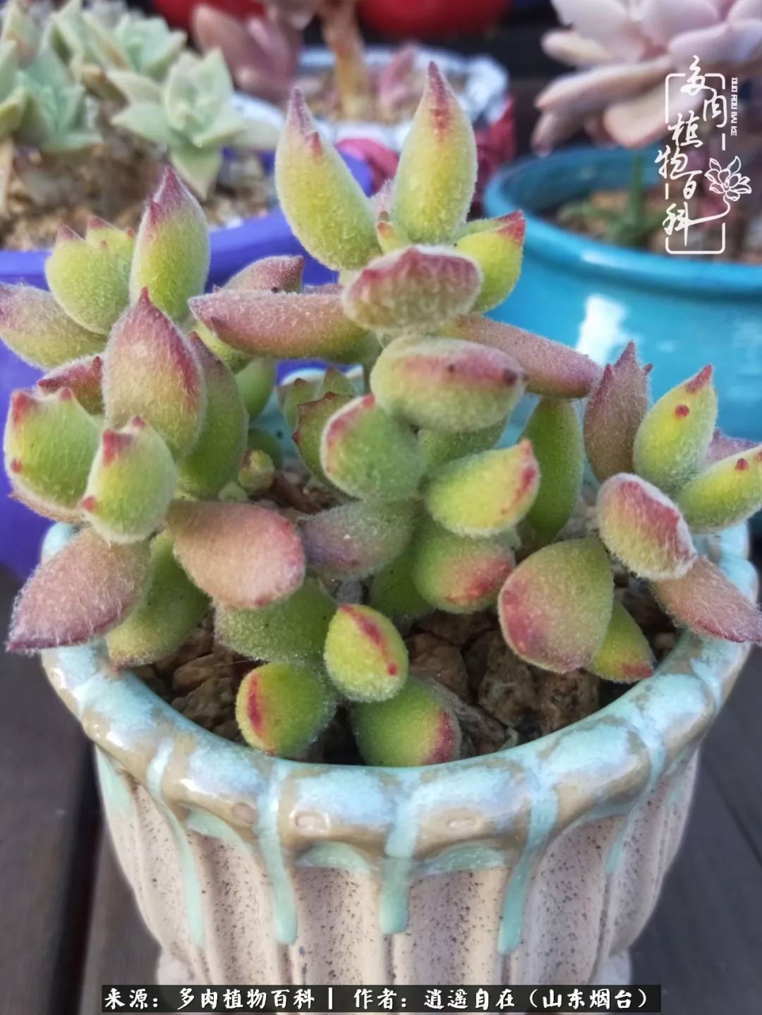 乔迁之喜送多肉植物适合吗_搬家送多肉_朋友搬家送多肉植物好吗