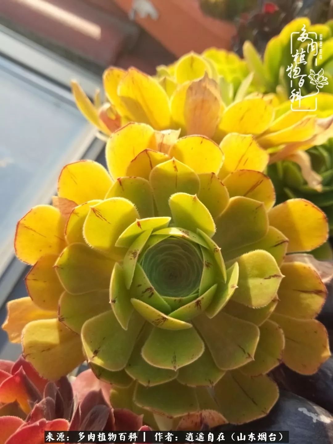 乔迁之喜送多肉植物适合吗_朋友搬家送多肉植物好吗_搬家送多肉
